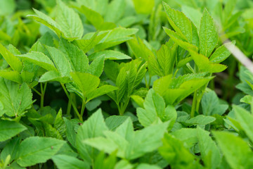 Ground Elder Leaves in Springtime