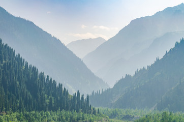 foggy mountains with spruce forests on the slopes