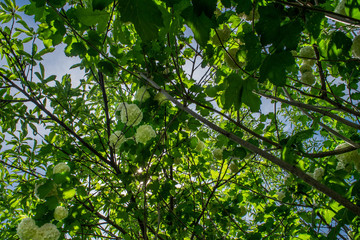 Fototapeta na wymiar peonies green leaves background
