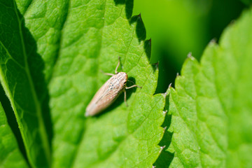 Leafhopper on Leaf in Springtime