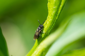 Small Carpenter Bee on Leaf