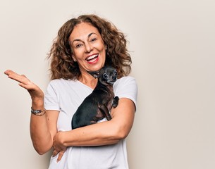 Middle age brunette woman holding cute little chihuahua dog over isolated background celebrating achievement with happy smile and winner expression with raised hand