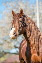 Fototapeta premium Stunning welsh cob stallion, chestnut color, long mane on spring season.