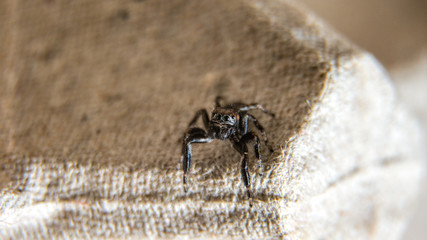 small hairy jumper spider with big eyes