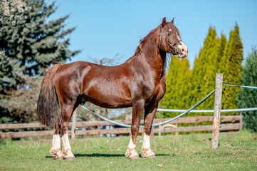 Obraz premium Stunning welsh cob stallion, chestnut color, long mane on spring season.