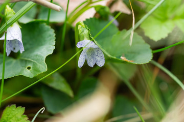 Spotted Violet Flower in Springtime