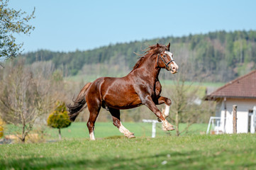 Stunning welsh cob stallion, chestnut color, long mane on spring season.