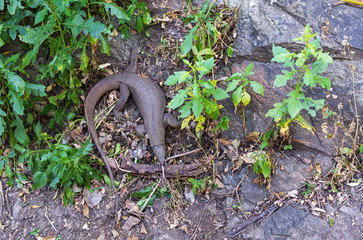 Water monitor lizard - Varanus salvator - in Sri Lanka