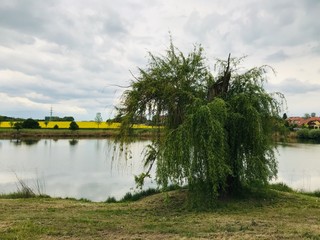 A Willow Having Been Struck by Lightning - Central Bohemia, Czechia