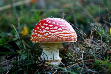 Beautiful basidiocarpos in the forest