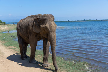 Close up of elephant eating in a Udawalawe National Park of Sri Lanka