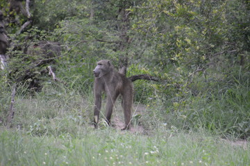Kruger National Park - South Africa