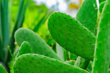 Green Opuntia close up. Prickly pear with thorns in soft focus. Vibrant cactus in the wild.