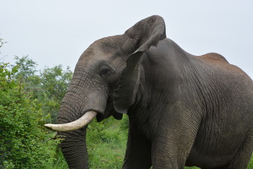 Obraz premium Kruger National Park - South Africa