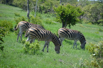 Fototapeta na wymiar Kruger National Park - South Africa