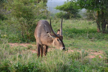 Kruger National Park - South Africa