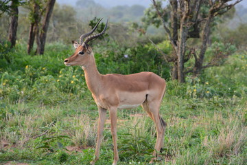 Kruger National Park - South Africa