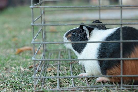 Cobayo