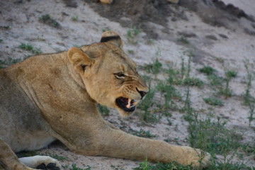 Kruger National Park - South Africa
