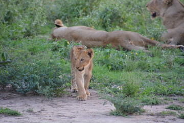 Kruger National Park - South Africa