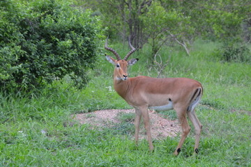 Kruger National Park - South Africa