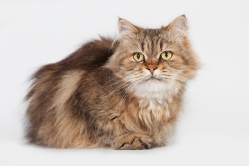 Gato Siberiano en estudio con fondo blanco