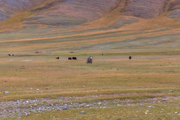 Obraz premium Yaks grazes in the steppes of Mountain Mongolia Altai