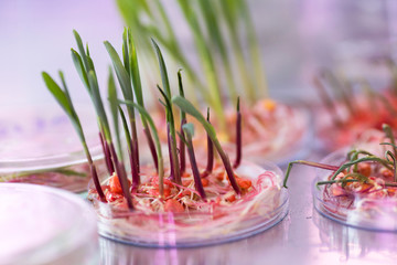 Sprouting corn seeds, treated with pesticides in a petri dish