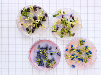 Top view on sprouting sunflower seeds, treated with pesticides in a petri dish