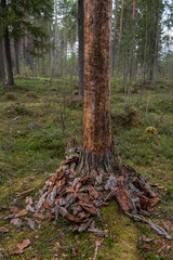 The trunk of a pine tree in the forest.