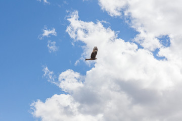 Falcon flies i the sky over steppes of Mongolia. Altai