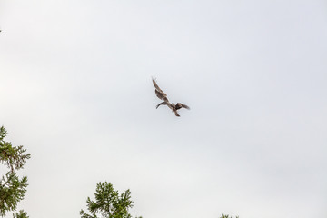 Falcon flies i the sky over steppes of Mongolia. Altai