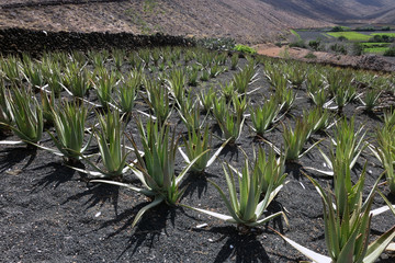 field of aloevera