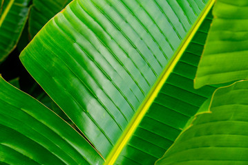 Close up background with green tropical banana leaves of exotic palm tree. Vibrant foliage texture....