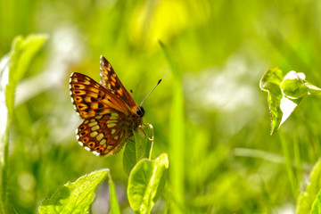 Nature