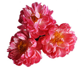 Three purple peonys flowers isolated on white background