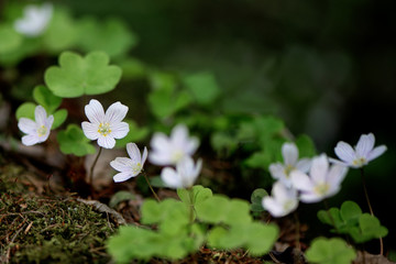 White Oxalis acetosella wild flowers in spring forest
