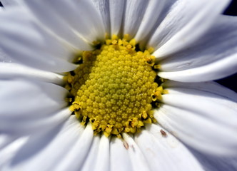 Nahaufnahme einer Margeritenblüte