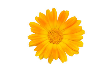 calendula yellow flower color herbal