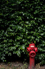 red fire hydrant in the park