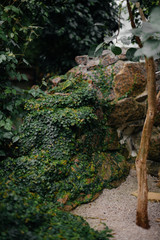 Thick thickets of plants in the greenhouse. Jungle, the screensaver