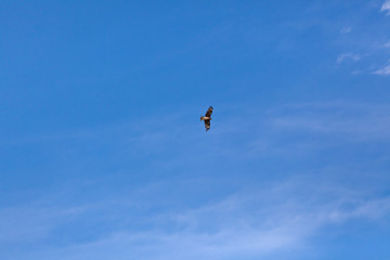 Falcon flies in the sky over steppes of Mongolia. Altai