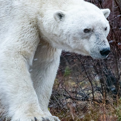 Male polar bear (Ursus maritimus) in tundra near Churchill, Manitoba