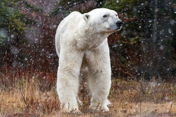 Fototapeta premium Male polar bear (Ursus maritimus) in tundra near Churchill, Manitoba