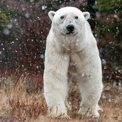 Male polar bear (Ursus maritimus) in tundra near Churchill, Manitoba