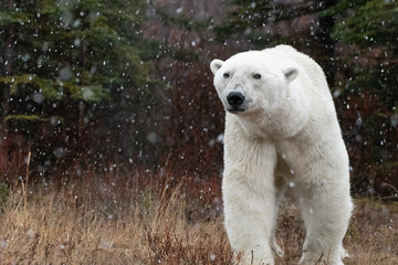 Male polar bear (Ursus maritimus) in tundra near Churchill, Manitoba