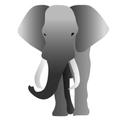 Gray elephant with large tusks