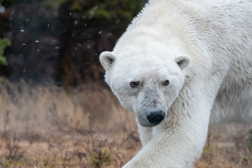 Male polar bear (Ursus maritimus) in tundra near Churchill, Manitoba