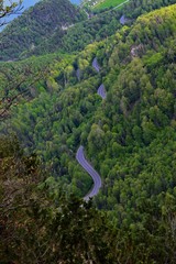 Straßenschlange durch den Wald