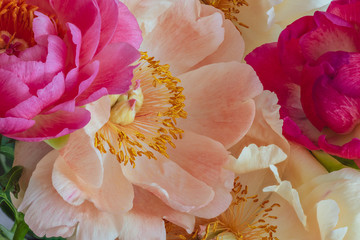 Fototapety  różowy biały kwiat piwonii w bukiecie widok z góry makro, martwa sztuka sztuki, filigranowa szczegółowa tekstura